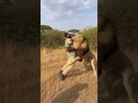 The Lion Charged at the Biologist but Not for the Reason You Think #animals #curiosidades #comedy