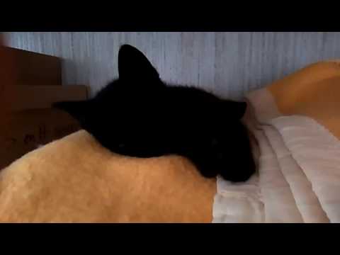 Mon chaton dort  sur une couverture