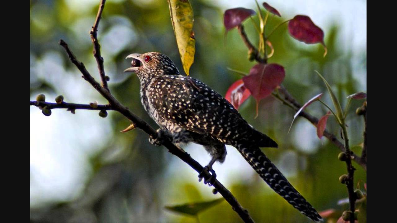 Kali Koyal Bole Lyrics | Saudamini | Leela Chitnis, Sona Chatterjee | Mohantara Talpade | S. N. Tripathi