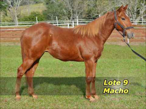 Remate Hípico Don Niceforo 2016