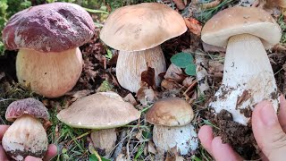 I picked mushrooms today and I'm really mad at the police! But I still got some beautiful flowers...