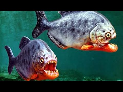 Animals Fact: Piranha - The Amazon's Fearsome Fish - Wild Animals Amazon Jungle