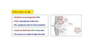 Ağrı Fizyolojisi - 1