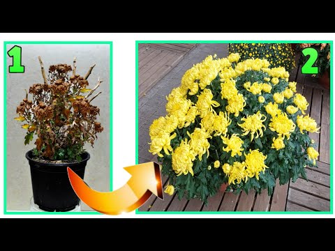 NOBODY TELLS YOU!!! BUT CHRYSANTHEMUMS ARE ETERNAL DON'T THROW THEM: JUST DO THIS TO CREATE PLANTS
