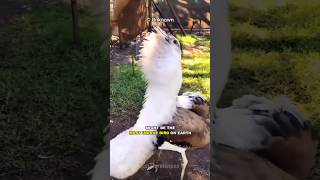 Australian Bustard | The Living Dinosaur