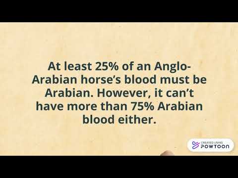 , title : 'ANGLO-ARABIAN HORSE'