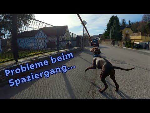 Probleme beim Spaziergang mit Deutsch Kurzhaar / und Fortschritte!