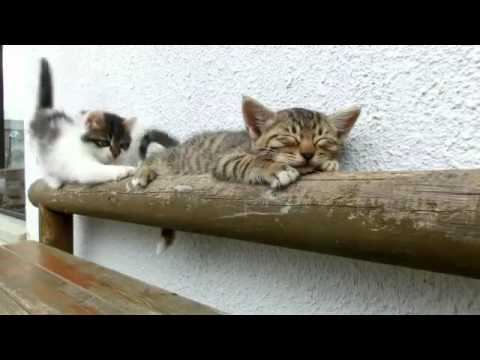 Cats love deep sleep