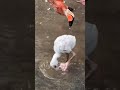 Who Knew Stomping In Shallow Water Could Be This Much Fun