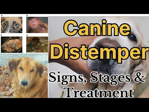 Canine Distemper in Dogs: All stages with signs and possible treatment options by Dr Sk Mishra