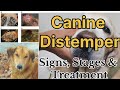 Canine Distemper In Dogs All Stages With Signs And Possible Treatment Options By Dr Sk Mishra