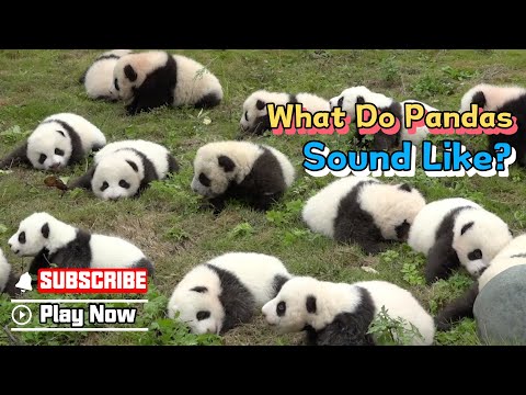 What Do Pandas Sound Like? | iPanda