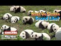 What Do Pandas Sound Like? | iPanda