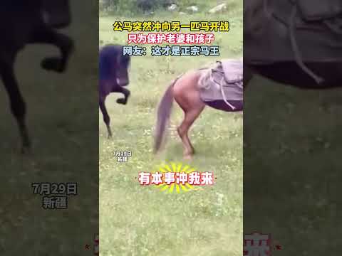 公马突然冲向另一匹马开战，只为保护老婆和孩子，网友：这才是正宗马王  #万万没想到  #马