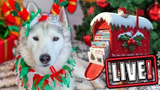 My Dogs Open Gifts LIVE! Over 450 Cards! Annual Christmas Card Exchange