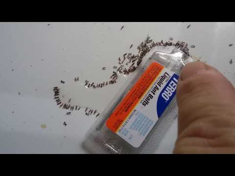 image-How do you bait ants?