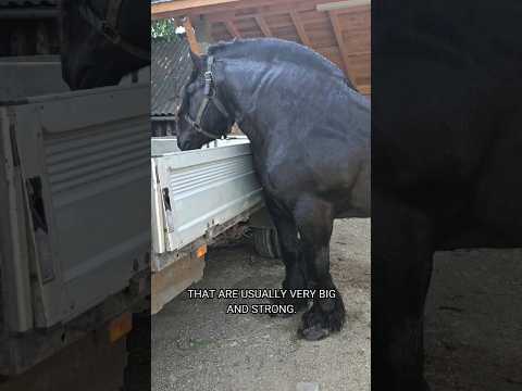 Strongest Horse - Draft Horse