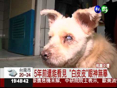 活了26年又9月 世界最老狗逝世!