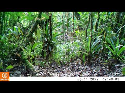 Registro en fototrampeo de Fauna Silvestre de Pitalito Huila - Pyriglena maura