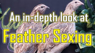 An In-depth Look At Feather Sexing Coturnix Quail