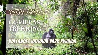 GORILLAS TREKKING IN RWANDA