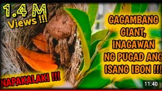 GAGAMBANG UMAGAW SA PUGAD NG IBON