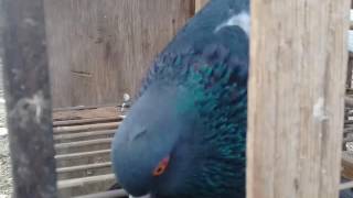 Unduh 48 Gambar Burung Merpati Legendaris Free Gambar Burung