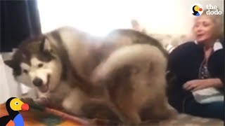 Excited Huskies Find Grandma Hiding In The House | The Dodo by The Dodo