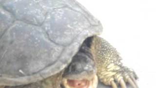 preview picture of video 'Turtle on bike path in Colorado'