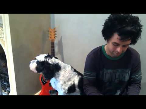 Billie Joe Armstrong and his dog Rocky performing Gloria