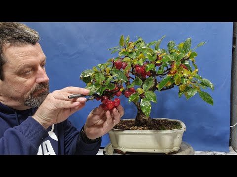 Pruning a myrtle bonsai and picking apples