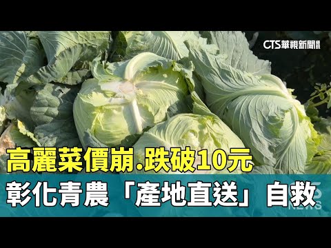 高麗菜價崩　跌破10元　彰化青農「產地直送」自救