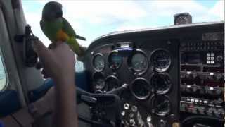 Kili Senegal Parrot - First Flight Ever For My Parrot