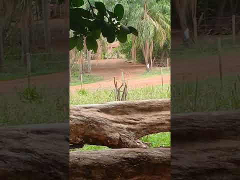 Meridiano SP fim de semana 🇧🇷