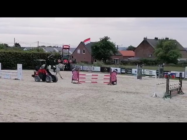 Tr&egrave;s chouette jument 14 ans