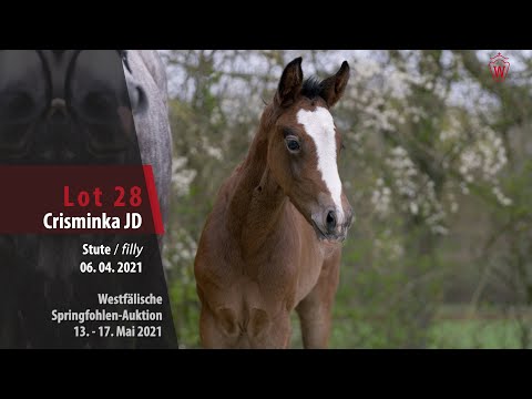 Springfohlen-Auktion 13. - 17. Mai Lot 28 Crisminka JD Stute v. Cristallo I - Hermes de Lux