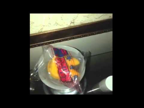 Noah gets noscoped by fortune cookies