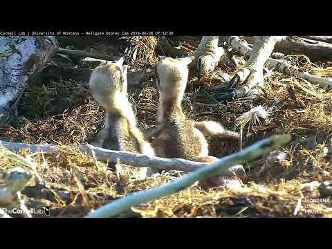 Third And Final Osprey Egg Hatches In Hellgate! – June 8, 2018