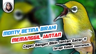 Download lagu Terapi pleci monty betina birahi memanggil jantan bikin cepat buka paruh mp3 Download lagu Terapi pleci monty betina birahi memanggil jantan bikin cepat buka paruh mp3
