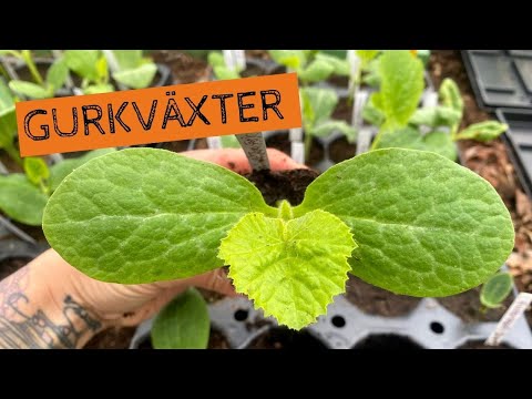 GURKVÄXTER - Sådd och omplantering av squash, pumpa, melon och gurka
