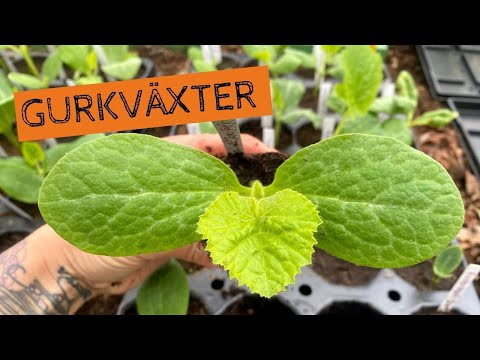 , title : 'GURKVÄXTER - Sådd och omplantering av squash, pumpa, melon och gurka'