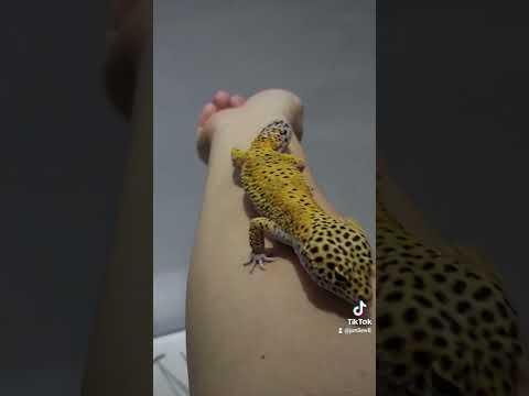 #reptile #爬虫類 #gecko #豹纹守宫 ＃守宫 #tiktok
