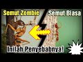 Terharu Ternyata Begini Fakta Kerajaan Semut Jadi Nyesal Kalau Pernah Membunuhnya