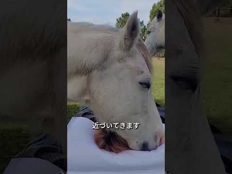 馬たちからの最後の抱擁