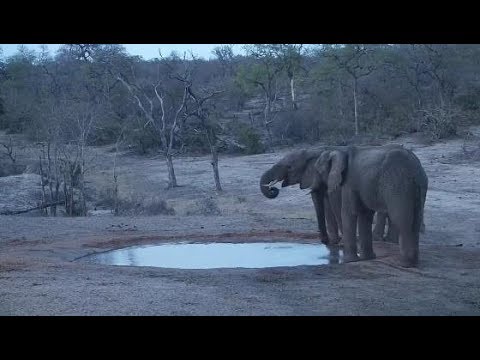 Djuma: Two Elephants come for drink and herd passes in distance - 18:30 - 11/11/19