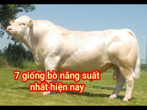 , title : 'Top 7 giống bò năng suất và phổ biến nhất hiện nay'