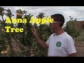Anna Apple Tree