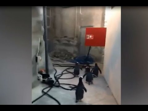 Pingüinitos en fuga... intentan escapar de zoológico