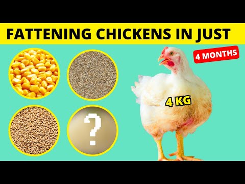 How I Made My Local Chickens Gain Weight Fast Using ONLY Natural Ingredients!
