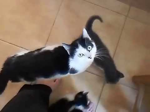 Cat "Anima"  feed me